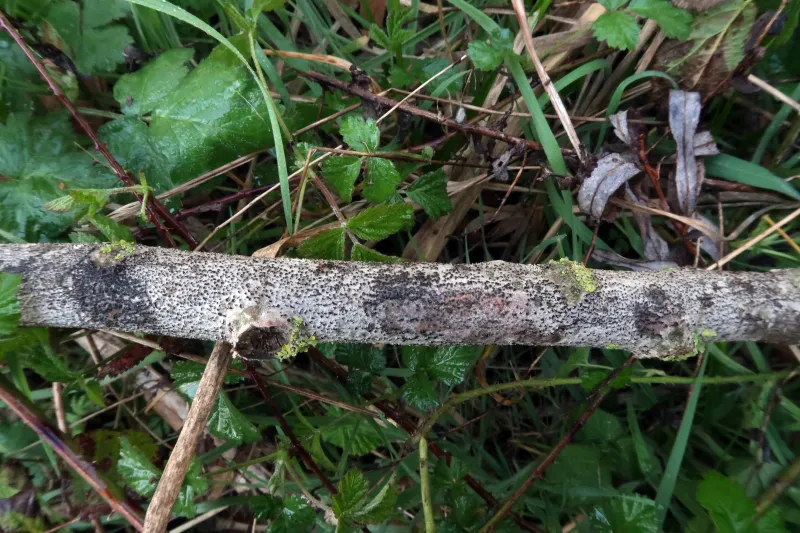 Cytospora paratranslucens 1 - IMG_4924